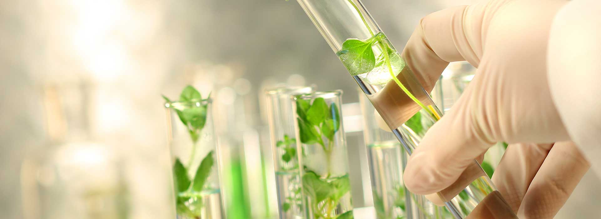 essential oil manufacturers, essential oil manufacturing, essential oil wholesaler, indian essential oil manufacturers, essential oil manufacturing process, wholesale essential oils, essential oil extraction, essential oil distributors near me, natural essential oil suppliers, house of aroma