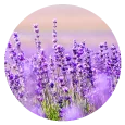 This essential oils is obtained by steam distillation of lavender blooms. We bring the best of nature's goodness to you, for the benefit of your mind, body and soul. <br>