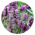 Patchouli  adds a rich, earthy aroma, fostering a sense of grounding and calmness, while its natural properties help to alleviate stress and uplift the mood.