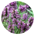This essential oil is obtained by steam distillation of patchouli leaves and stems.  We bring the best of nature's goodness to you, for the benefit of your mind, body and soul. <br>
