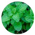 This essential oil is obtained by steam distillation of the flowering parts and leaves of the peppermint plant. We bring the best of nature's goodness to you, for the benefit of your mind, body and soul. <br>