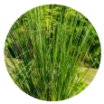This essential oil is obatined by steam distillation of the  vetiver plant roots. We bring the best of nature's goodness to you, for the benefit of your mind, body and soul. <br>