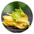 Ylang Ylang possess mood-enhancing qualities, fostering a serene atmosphere and promoting relaxation. Additionally, its antibacterial properties contributes to purifying the air, promoting a healthier environment.