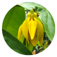 This essential oil is obtained by steam distillation of the flowers of the Cananga tree. We bring the best of nature's goodness to you, for the benefit of your mind, body and soul. <br>