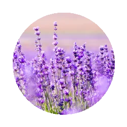 Lavender candles have a sweet, floral aroma that is said to be calming and promote relaxation. Our natural lavender candles are made with essential oils and a soy-wax blend for a clean, long-lasting burn.