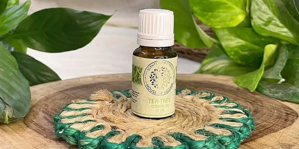 Essential oils vs fragrance oils for diffusers: a House of Aroma tea tree essential oil bottle with green leaves